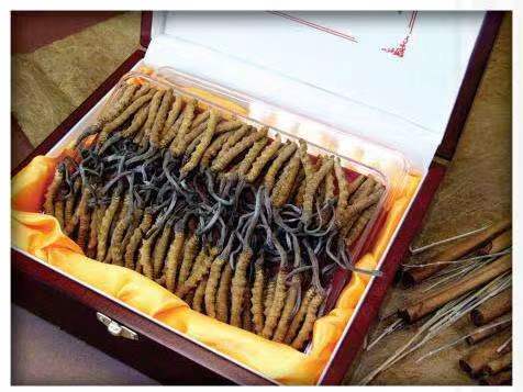 隰县冬虫夏草回收